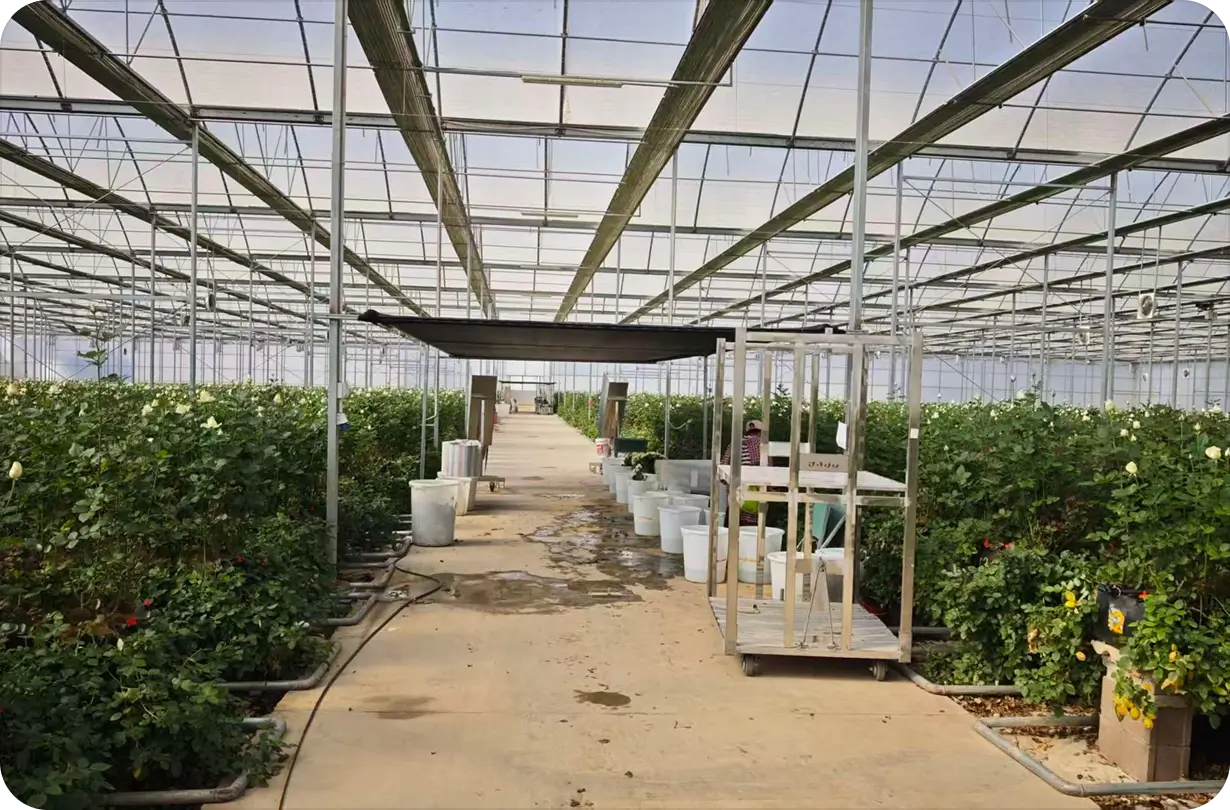 Worker recording crop production information in a greenhouse with a tablet